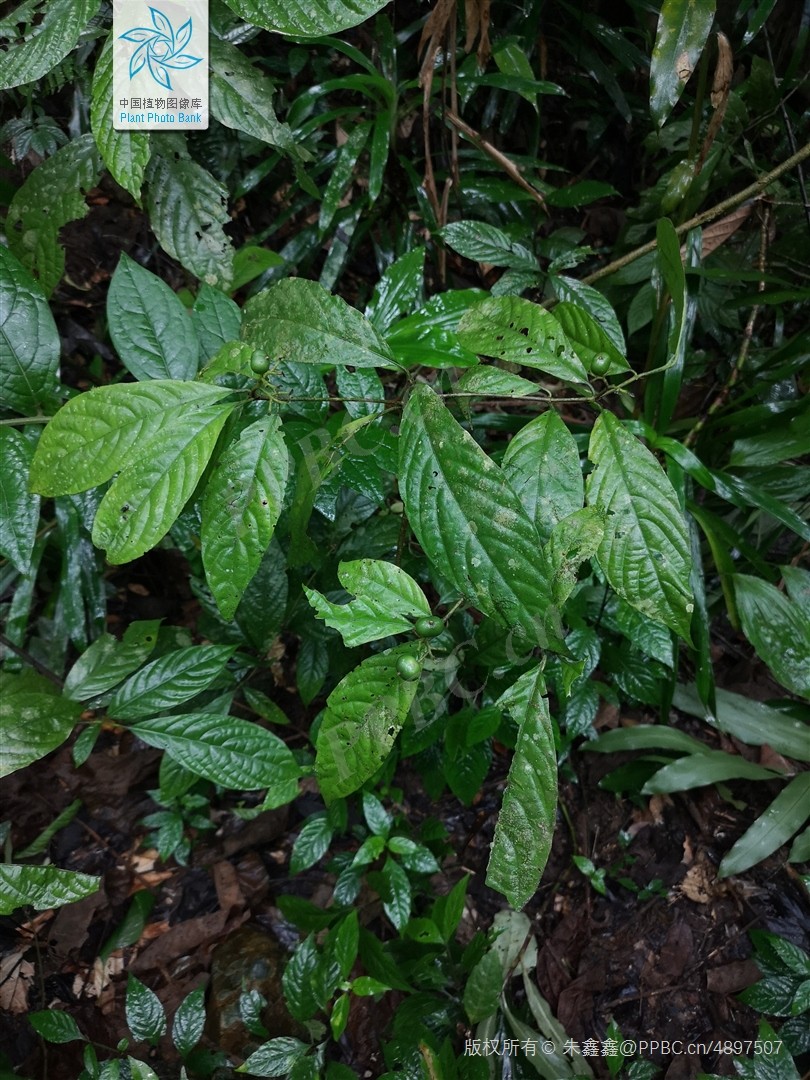 Trang dọt sành